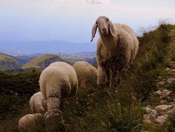 flock of farm sheep in mountains