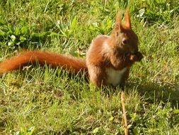 eating furry red squirrel