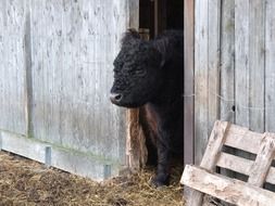 black calf in the barn