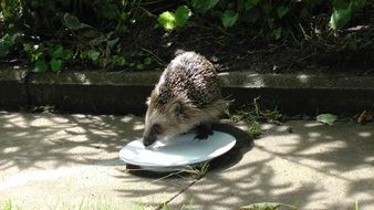 hedgehog drinks from a plate