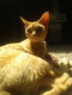 red cat is resting in the sun
