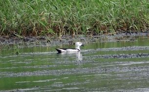 Cotton Pygmy Goose