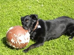 black Labrador Playing with ball on lawn