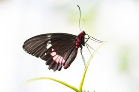 beatuful black butterfly insect