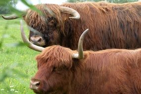 Animals Oxen Nature