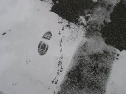 the Shoe sole imprint and traces of a tiny bird
