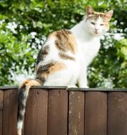 cat sitting on a wooden fence