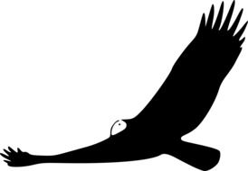 drawing of flying bird Silhouette