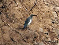 Indian Pond Heron
