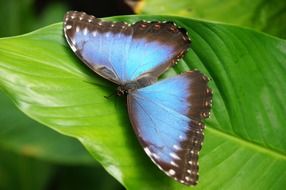 closeup picture of charming blue brown butterfly on the green leaf