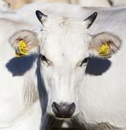 tagged white cow