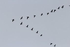 flock of migratory birds