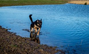 shepherd dog running on water