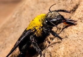 closeup of a beetle with yellow back