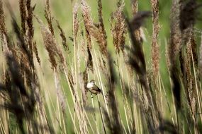 Common reed bunting, female bird sitting among cane