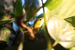 lizard on a branch among green leaves
