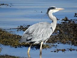 Heron on Loch Fleet lake, uk, scotland