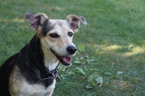 portrait of happy domestic dog on a grass