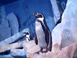 beautiful and cute Birds Penguins