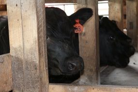 cows in stalls on a farm