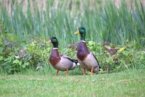 Colorful ducks in animal World