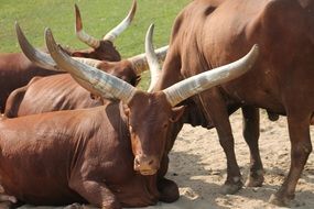 herd of brown buffalo close up