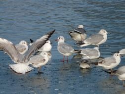 seagulls gathered together on the water
