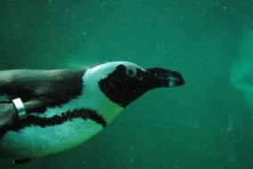 penguin swims under water