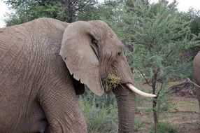 wild elephant feeding, Namibia