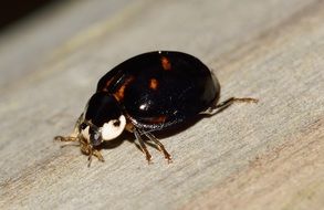 Ladybug Beetle Macro