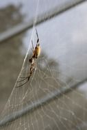 spider on a web on a background of the lattice