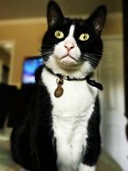 Portrait of Black and white domestic cat