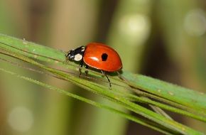 red beetle on a green blade of grass close-up