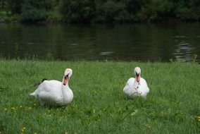 White swans sit on the grass