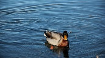 duck with a yellow beak in clear water