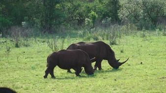 rhino couple in the hluhluwe park