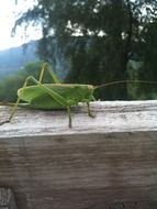 Cricket on the wood