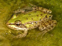 green frog in water