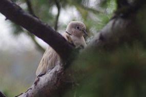 the dove in the collar