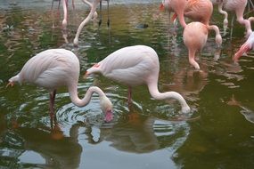 Pink flamingos in water