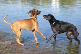 scene of Dogs playing near water