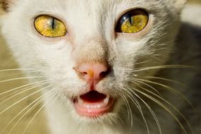 white cat with yellow eyes