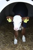 small cute Calf on Farm