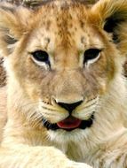Painting Artistic Lion