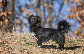 attentive dog in the forest