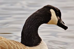 goose with brown-white plumage on the pond