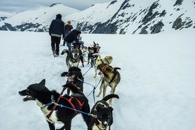 team of sled dogs