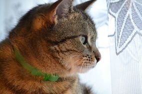 domestic cat with a green collar