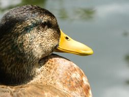 profile portrait of a duck with a yellow beak