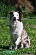 photo portrait of a white-brown border collie